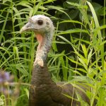 Close up of turkey standing in prairie