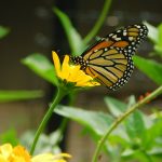 Close up of monarch butterfly on yellow flower