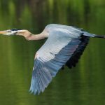 Great Blue Heron flying over water