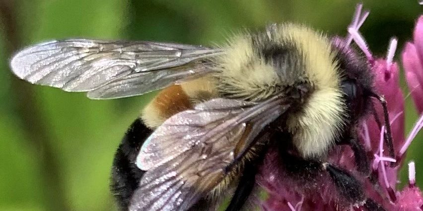 bee6